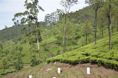 Munnar, Tea Plantations_DSC5854_H600